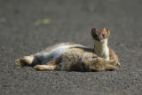 Stoat